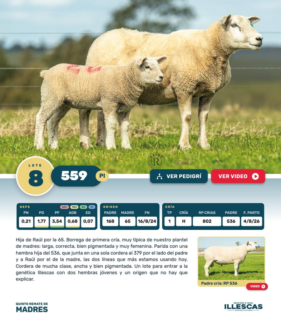 Lote Lote 8