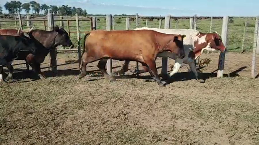 Lote 52 Vacas nuevas Preñadas en Pirané, Formosa
