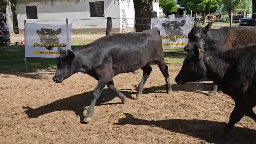 Lote 330 Terneros