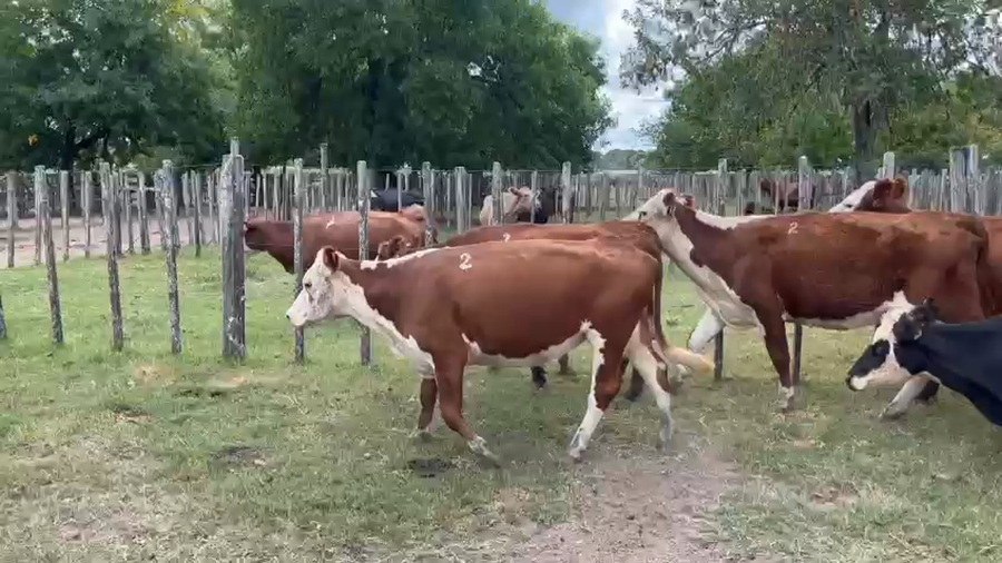 Lote 7 Vacas de Invernada