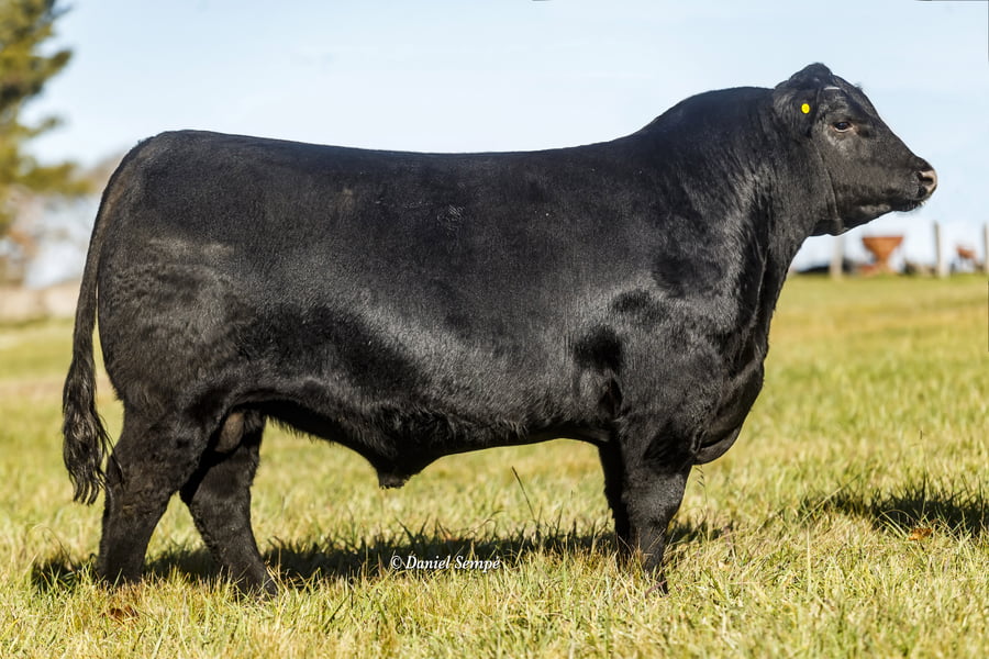 Lote Toro Puro de Pedigree Negro