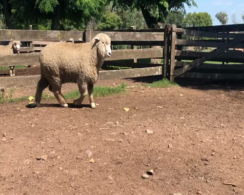 Lote 1 Borregos en Cerro Largo, Cerro Largo