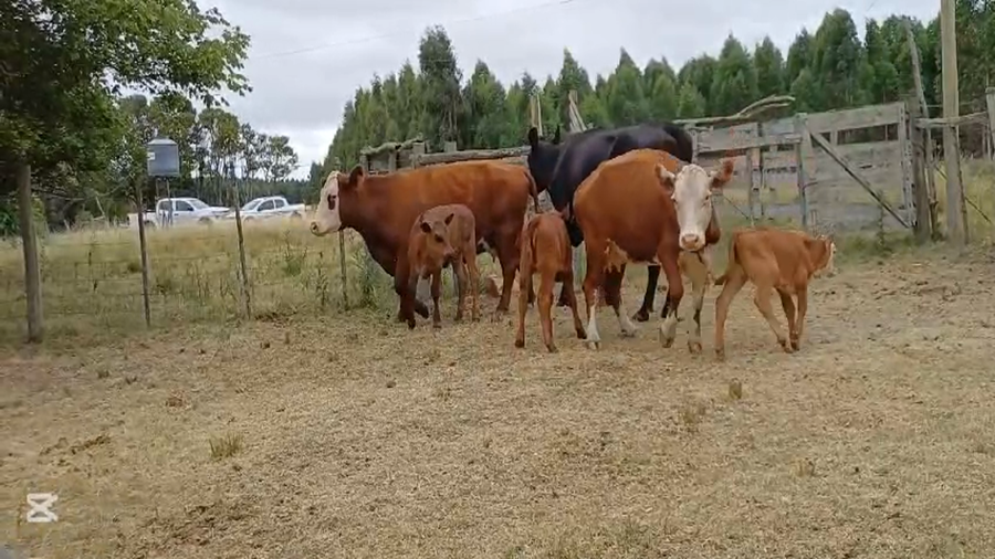 Lote PIEZAS DE CRIA