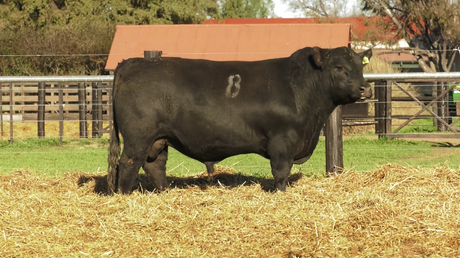 Lote TOROS ANGUS PURO CONTROLADO