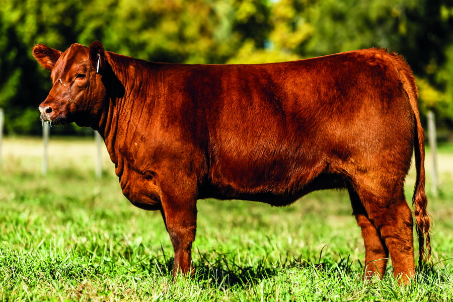 Lote TERNERAS PURAS DE PEDIGREE