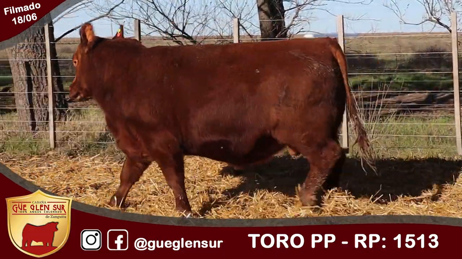 Lote Toro PP