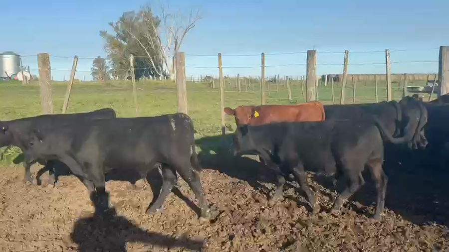 Lote 70 Terneros en Entre Ríos, Urdinarrain