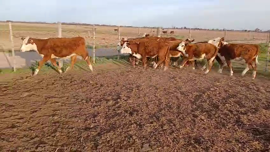 Lote 13 Terneros/as Braford en Sunchales, Santa Fe