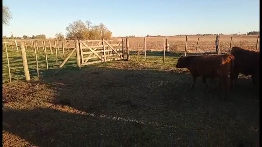 Lote 24 Terneros/as en Buenos Aires, Alberti