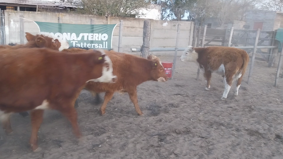 Lote 25 Terneros en Buenos Aires, Daireaux