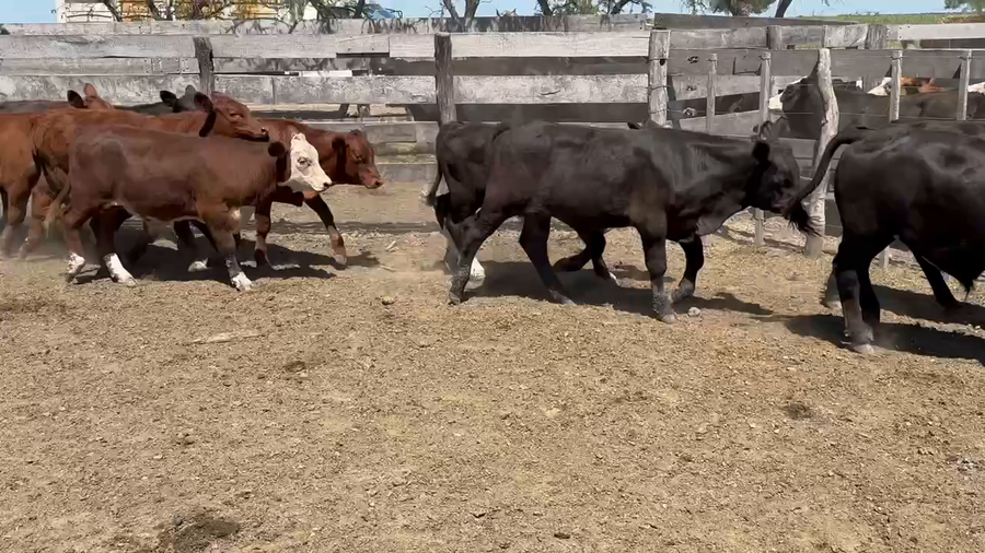 Lote 70 Terneros en Maciá, Entre Ríos