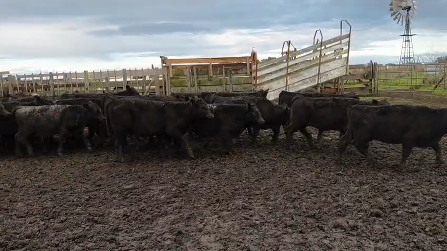 Lote 65 Terneras en Chillar