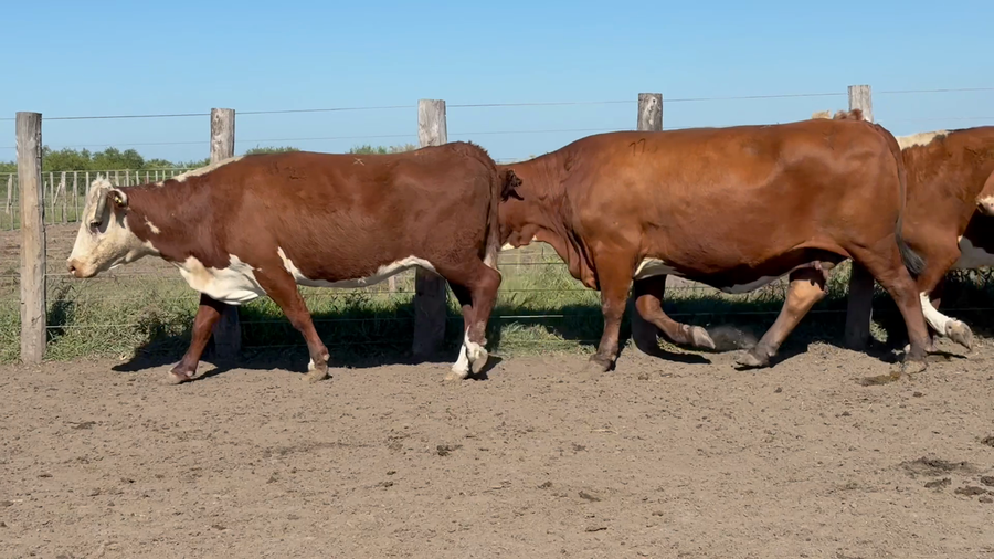 Lote 32 Vacas de invernar en Corrientes, Sauce