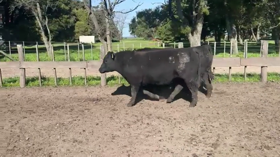 Lote TOROS PUROSCONTROLADOS SANTA MARTA