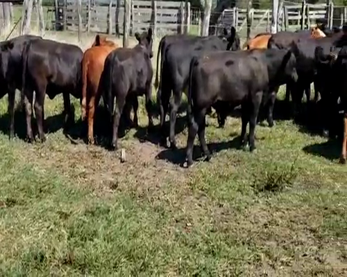Lote 30 Terneros/as en Villaguay, Entre Ríos