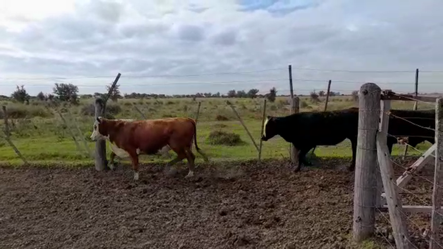 Lote 44 Novillos Braford en Capivara, Santa Fe