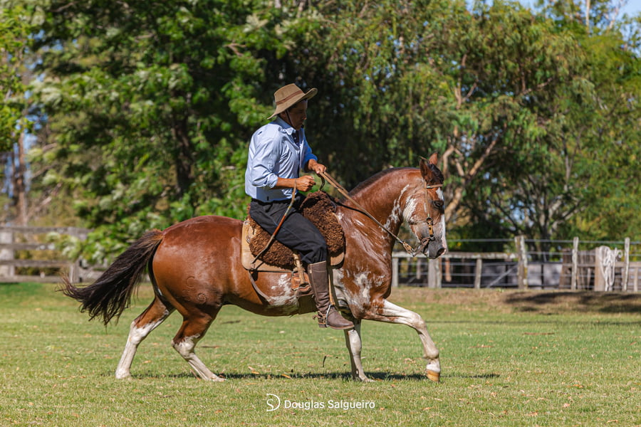 Lote MI PATRON DE LA COLINA