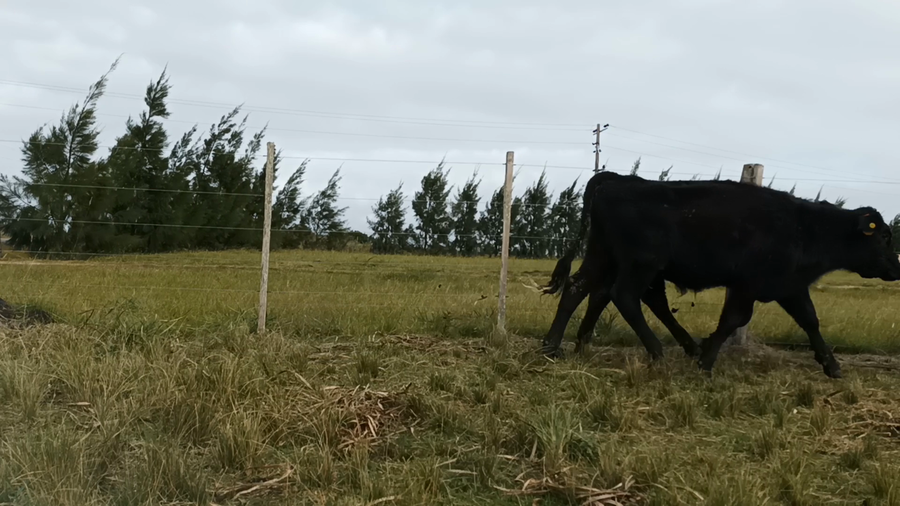 Lote 6 Terneros y Novillos en Carreta Quemada, San José