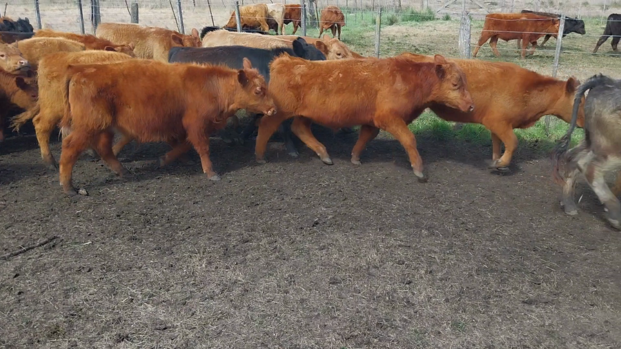 Lote 65 Novillitos en Arboledas