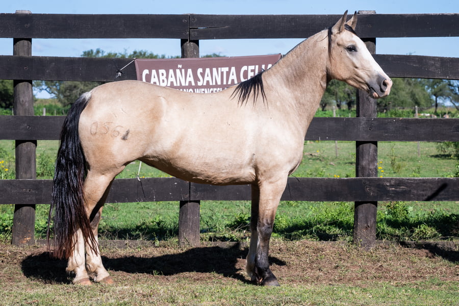 Lote FORTIN FRONTERA LA CHICHA