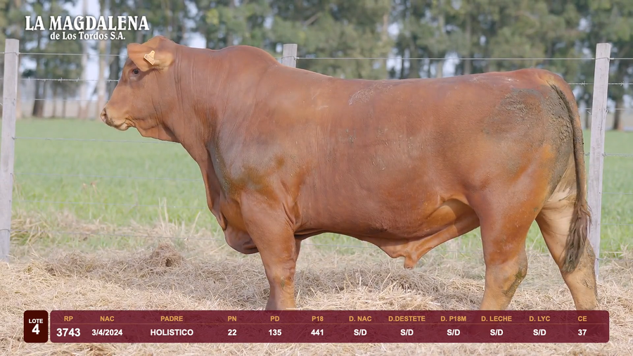Lote Lote 4 - Brangus