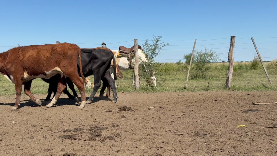 Lote 15 Vacas Conserva
