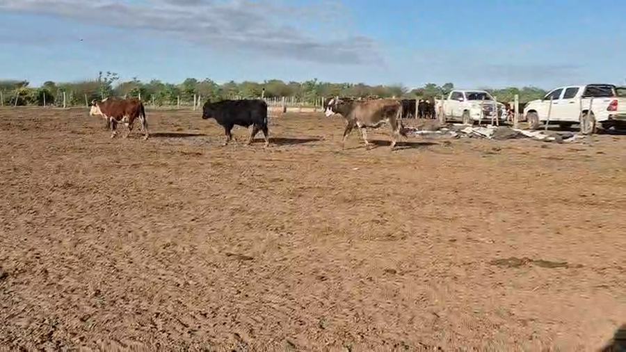 Lote 505  Novillitos