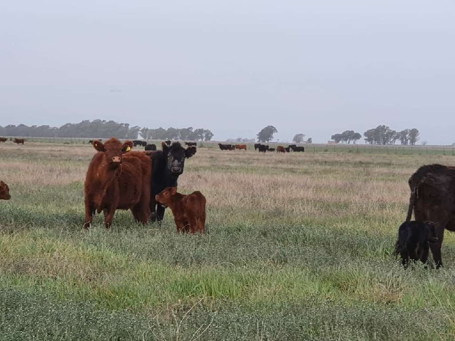 Lote 250 Vaquillonas en Darregueira, Buenos Aires