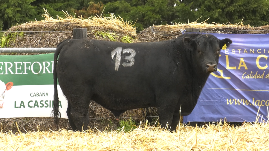 Lote TOROS ANGUS PURO CONTROLADO