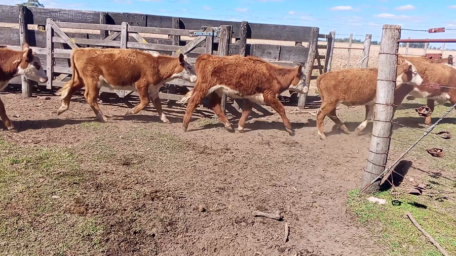 Lote 23 Terneros/as en Salazar