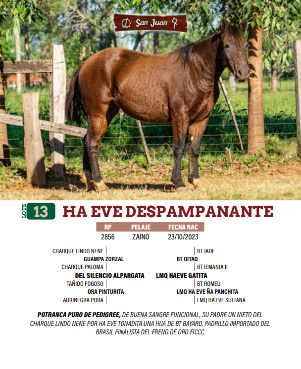 Lote LOTE 13