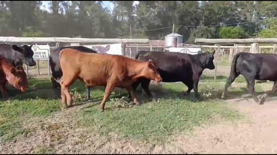 Lote 23 Vaquillonas