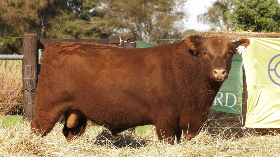 Lote TOROS ABERDEEN ANGUS PP