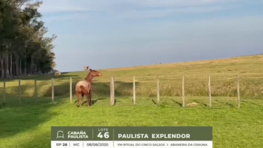 Lote PAULISTA EXPLENDOR