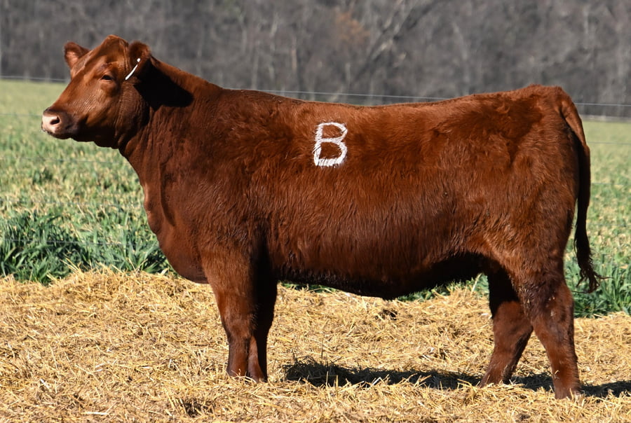 Lote VAQUILLONA ANGUS PP