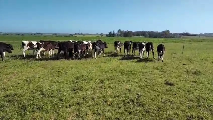 Lote 27 Terneros a remate en Pantalla Camy, San José