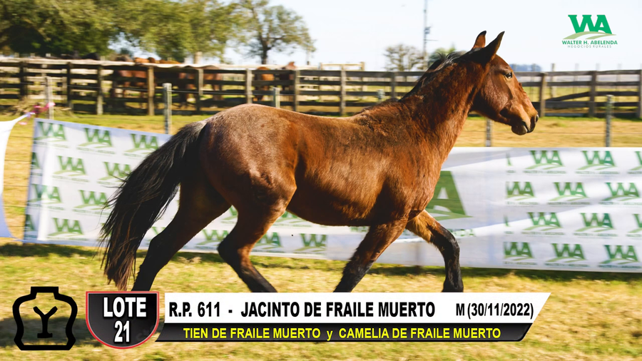 Lote JACINTO DE FRAILE MUERTO