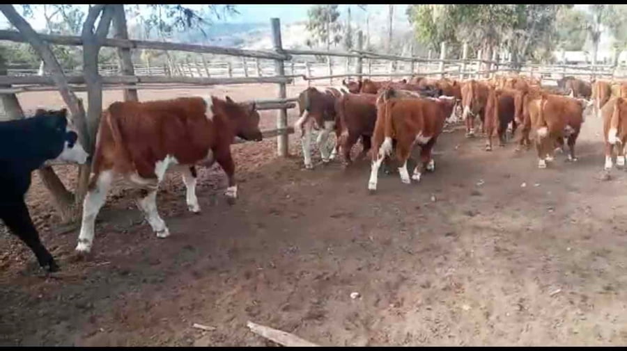 Lote 50 Ternero en Puchuncaví, V  Región Valparaíso