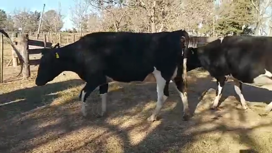 Lote 9 Vaquillonas Holando Argentino preñadas en Morteros, Córdoba