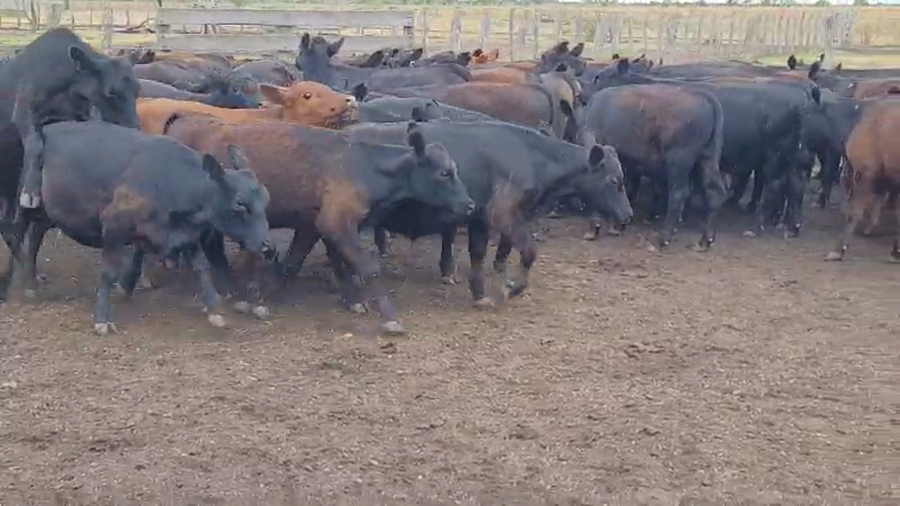 Lote 74 Terneros/as en Villaguay, Entre Ríos
