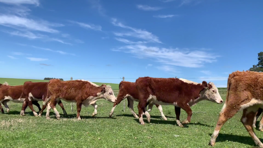 Lote 40 Vaquillonas 1 a 2 años en San José