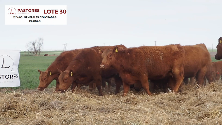 Lote "Pastores" VAQ. GENERALES PARIDAS (2 AÑOS)
