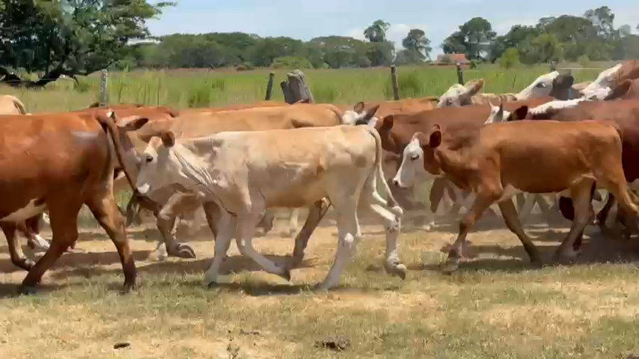 Lote 52 Novillitos en Corrientes, San Miguel