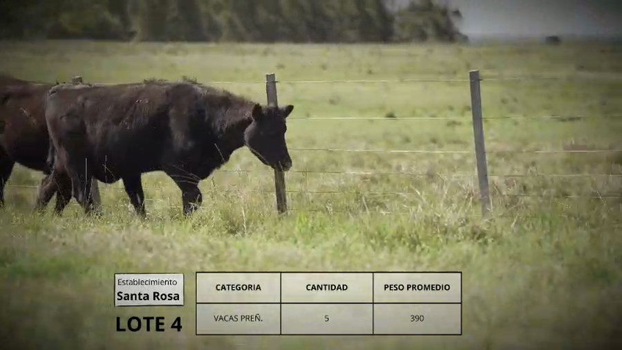 Lote Vacas preñ.  Lote 4
