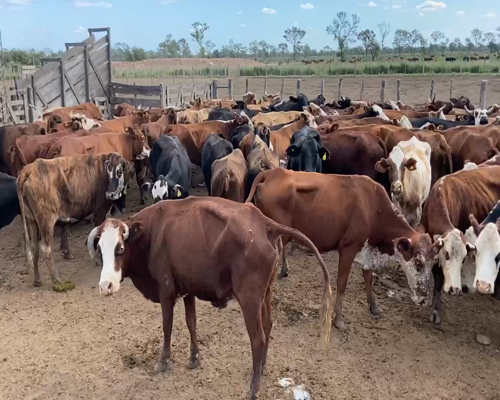 Lote 113 Vacas de invernar en Bandera, Santiago del Estero