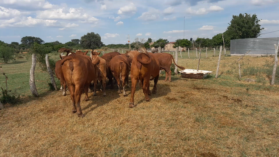 Lote 13 Vaca Consumo en Corrientes, Mercedes