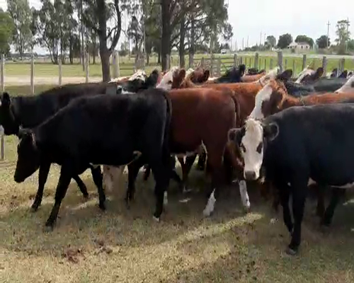 Lote 30 Vaquillonas 1 a 2 años ANGUS Y HEREFORD a remate en Pantalla Camy 350kg - , San José