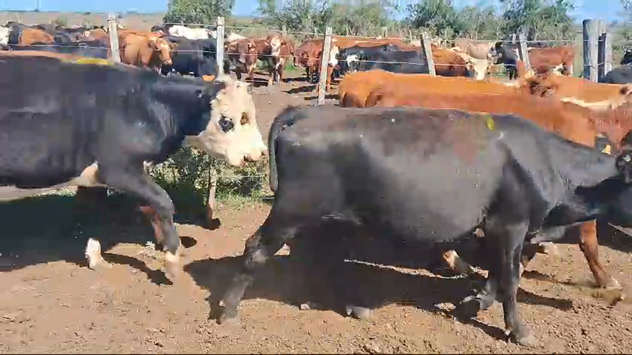 Lote 13 vaquillonas de 1 a 2 años