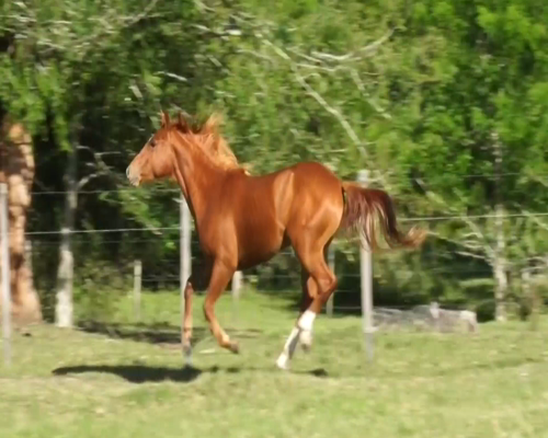 Lote AMANECER TEMPLADO TRU LUCCK