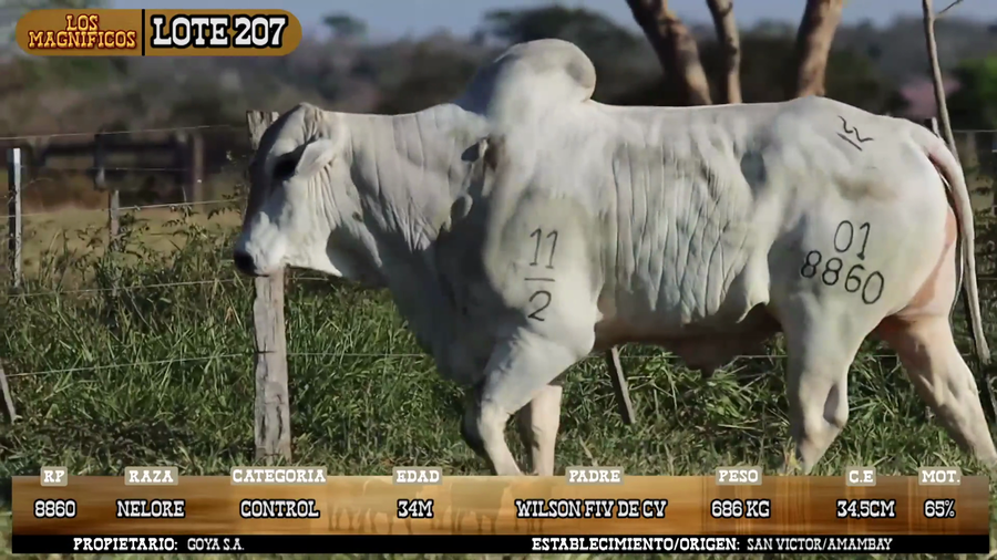 Lote LOTE 207 - POR PANTALLA